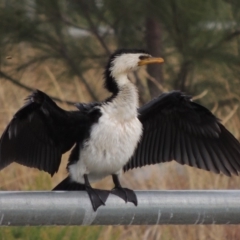 Microcarbo melanoleucos (Little Pied Cormorant) at Weston, ACT - 26 Jan 2018 by MichaelBedingfield