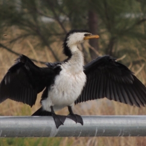 Microcarbo melanoleucos at Weston, ACT - 26 Jan 2018 06:40 PM