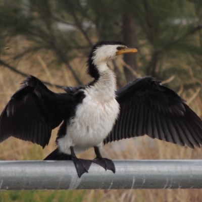 Microcarbo melanoleucos (Little Pied Cormorant) at Coombs Ponds - 26 Jan 2018 by michaelb