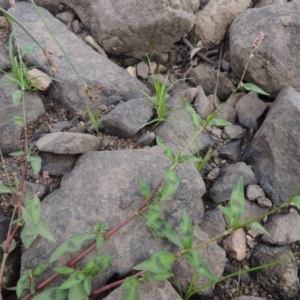 Persicaria decipiens at Molonglo River Reserve - 26 Jan 2018