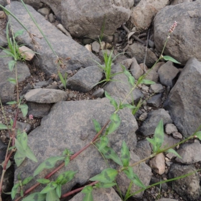 Persicaria decipiens (Slender Knotweed) at Coombs, ACT - 26 Jan 2018 by michaelb