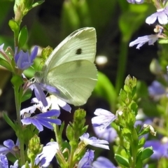 Pieris rapae (Cabbage White) at ANBG - 5 Feb 2018 by RodDeb