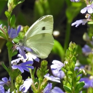 Pieris rapae at Acton, ACT - 5 Feb 2018 11:32 AM