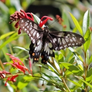 Papilio anactus at Acton, ACT - 5 Feb 2018 11:52 AM