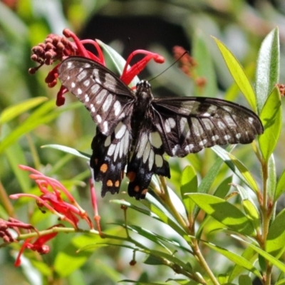 Papilio anactus (Dainty Swallowtail) at ANBG - 5 Feb 2018 by RodDeb