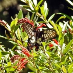 Papilio anactus at Acton, ACT - 5 Feb 2018 11:52 AM