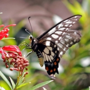 Papilio anactus at Acton, ACT - 5 Feb 2018