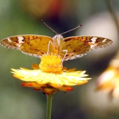 Junonia villida (Meadow Argus) at Acton, ACT - 5 Feb 2018 by RodDeb