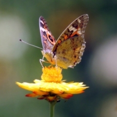 Junonia villida at Acton, ACT - 5 Feb 2018