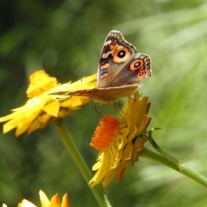 Junonia villida at Acton, ACT - 5 Feb 2018 12:24 PM