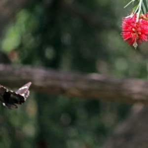 Papilio aegeus at Acton, ACT - 5 Feb 2018 01:00 PM