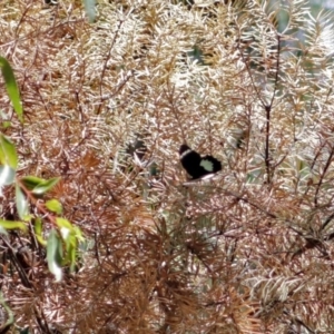 Papilio aegeus at Acton, ACT - 5 Feb 2018