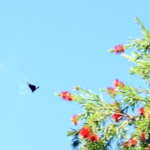 Papilio aegeus at Acton, ACT - 5 Feb 2018