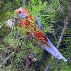 Platycercus elegans (Crimson Rosella) at ANBG - 5 Feb 2018 by RodDeb