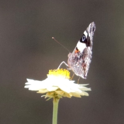 Vanessa itea (Yellow Admiral) at ANBG - 5 Feb 2018 by RodDeb