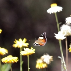 Vanessa itea at Acton, ACT - 5 Feb 2018 12:25 PM