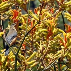 Acanthorhynchus tenuirostris (Eastern Spinebill) at Acton, ACT - 5 Feb 2018 by RodDeb