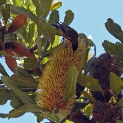 Acanthorhynchus tenuirostris (Eastern Spinebill) at ANBG - 5 Feb 2018 by RodDeb