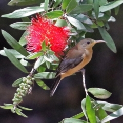 Acanthorhynchus tenuirostris (Eastern Spinebill) at ANBG - 5 Feb 2018 by RodDeb