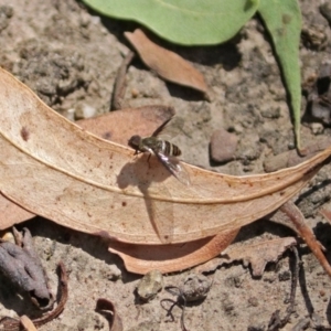 Villa sp. (genus) at Acton, ACT - 5 Feb 2018