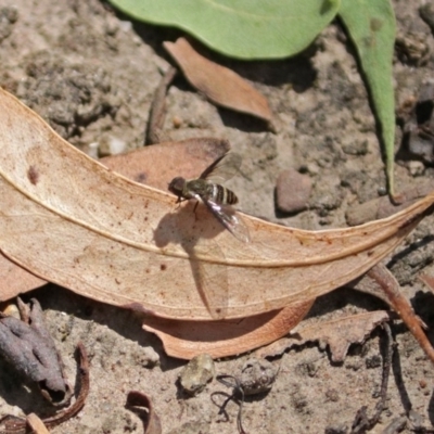 Villa sp. (genus) (Unidentified Villa bee fly) at ANBG - 5 Feb 2018 by RodDeb