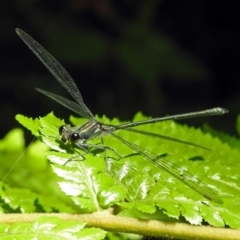 Austroargiolestes icteromelas (Common Flatwing) at ANBG - 5 Feb 2018 by RodDeb