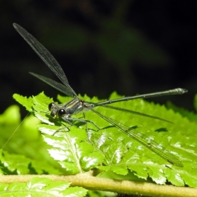 Austroargiolestes icteromelas (Common Flatwing) at ANBG - 5 Feb 2018 by RodDeb