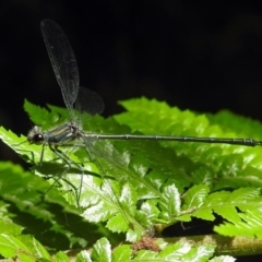 Austroargiolestes icteromelas at Acton, ACT - 5 Feb 2018 11:07 AM