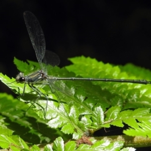 Austroargiolestes icteromelas at Acton, ACT - 5 Feb 2018 11:07 AM