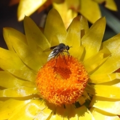 Geron nigralis (Slender bee fly) at ANBG - 5 Feb 2018 by RodDeb