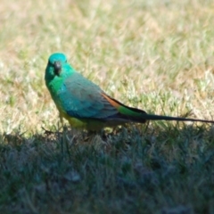 Psephotus haematonotus (Red-rumped Parrot) at Belconnen, ACT - 2 Nov 2012 by KMcCue