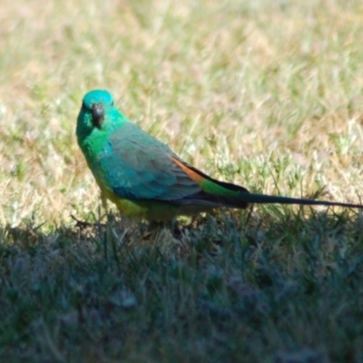 Psephotus haematonotus (Red-rumped Parrot) at Belconnen, ACT - 2 Nov 2012 by KMcCue