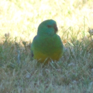 Psephotus haematonotus at Belconnen, ACT - 2 Nov 2012