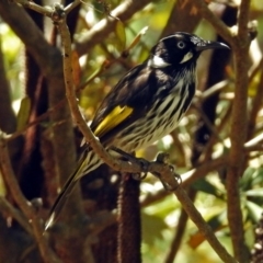 Phylidonyris novaehollandiae (New Holland Honeyeater) at ANBG - 5 Feb 2018 by RodDeb