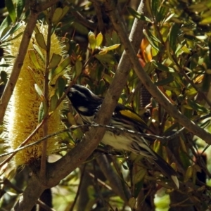 Phylidonyris novaehollandiae at Acton, ACT - 5 Feb 2018