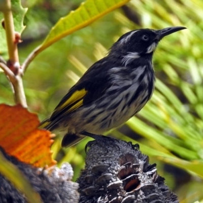 Phylidonyris novaehollandiae (New Holland Honeyeater) at Acton, ACT - 5 Feb 2018 by RodDeb