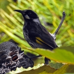 Phylidonyris novaehollandiae at Acton, ACT - 5 Feb 2018