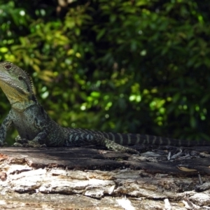 Intellagama lesueurii howittii at Acton, ACT - 5 Feb 2018 11:17 AM