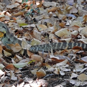 Intellagama lesueurii howittii at Acton, ACT - 5 Feb 2018