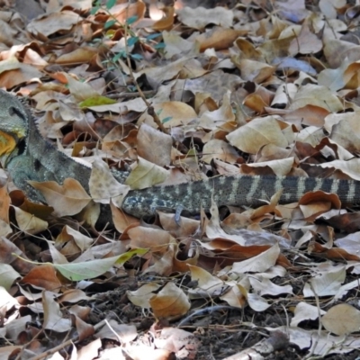 Intellagama lesueurii howittii (Gippsland Water Dragon) at Acton, ACT - 5 Feb 2018 by RodDeb