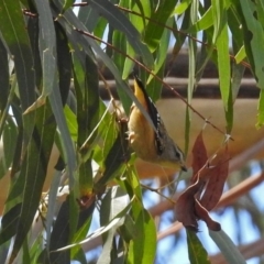 Pardalotus punctatus (Spotted Pardalote) at Acton, ACT - 5 Feb 2018 by RodDeb