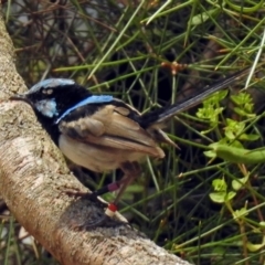 Malurus cyaneus (Superb Fairywren) at ANBG - 5 Feb 2018 by RodDeb