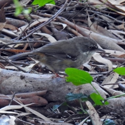 Sericornis frontalis (White-browed Scrubwren) at ANBG - 5 Feb 2018 by RodDeb