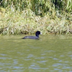 Fulica atra (Eurasian Coot) at Campbell, ACT - 6 Feb 2018 by RodDeb