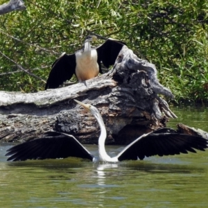 Anhinga novaehollandiae at Campbell, ACT - 6 Feb 2018