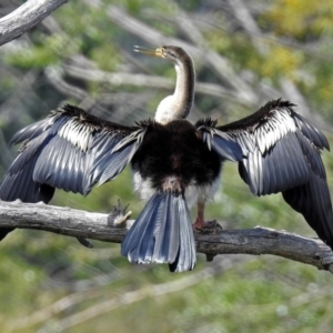 Anhinga novaehollandiae at Campbell, ACT - 6 Feb 2018