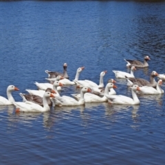 Anser anser (Greylag Goose (Domestic type)) at Jerrabomberra Wetlands - 6 Feb 2018 by RodDeb