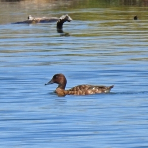 Aythya australis at Campbell, ACT - 6 Feb 2018