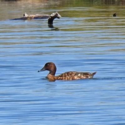 Aythya australis (Hardhead) at Campbell, ACT - 6 Feb 2018 by RodDeb