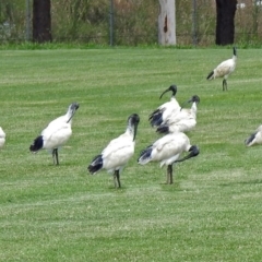 Threskiornis molucca (Australian White Ibis) at Mount Ainslie to Black Mountain - 6 Feb 2018 by RodDeb